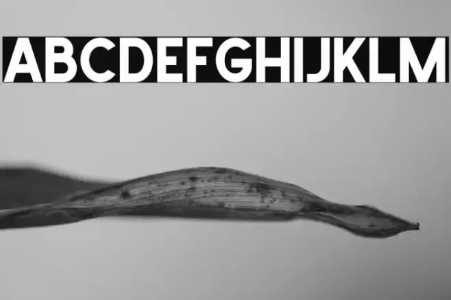 School Times Font examples