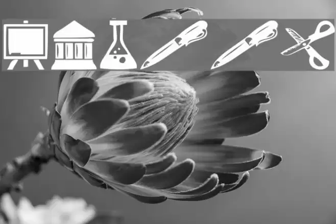 School Font examples