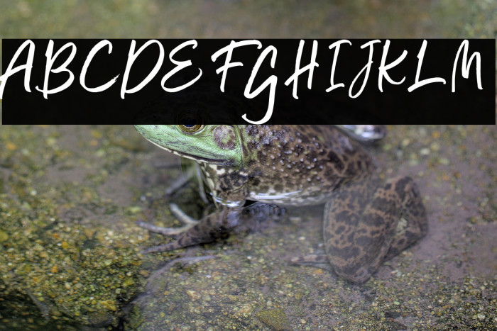 SchoolystFree-Regular Example 3