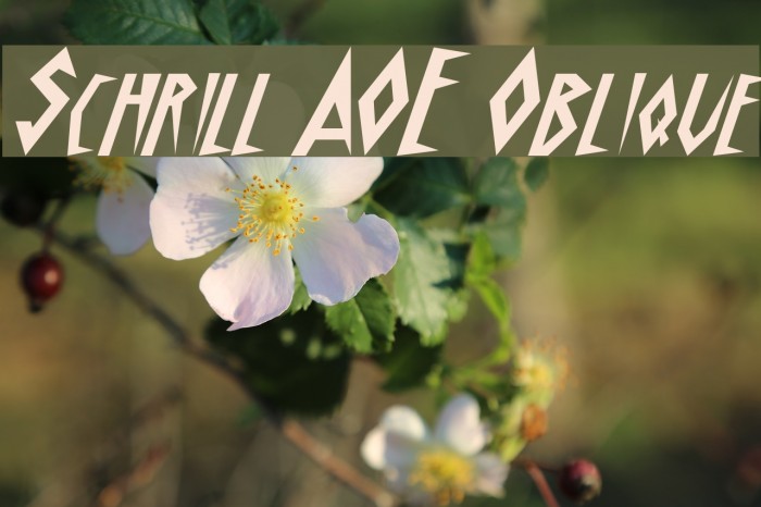 Schrill AOE Oblique Font examples