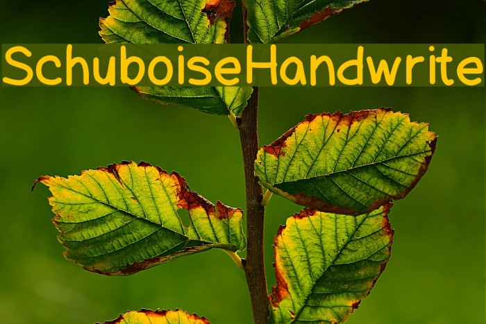 SchuboiseHandwrite Font examples