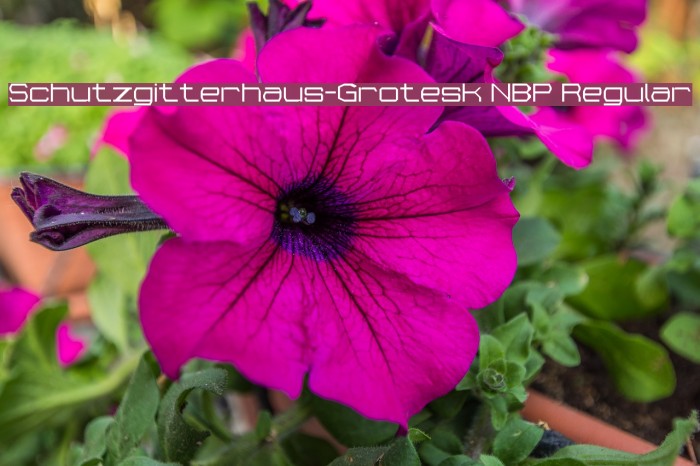 Schutzgitterhaus-Grotesk NBP Regular Font examples