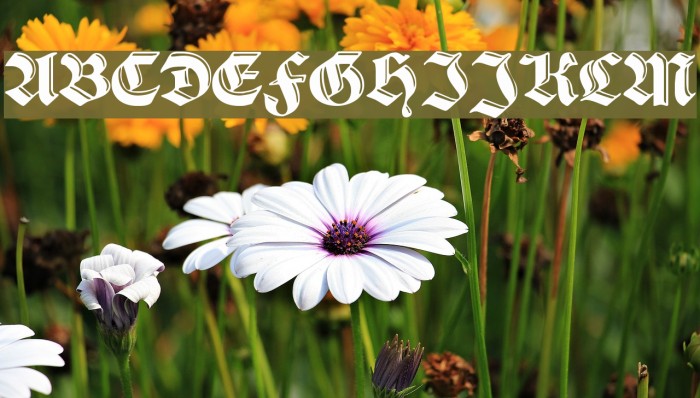 SchwabachDeko Font examples