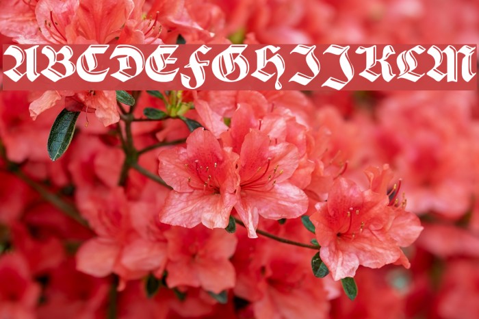 SchwabachDeko Font examples