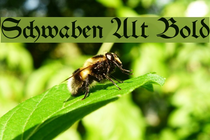 Schwaben Alt Bold Font examples