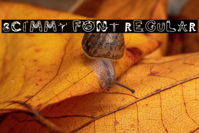 Scimmy Font Regular Example 3
