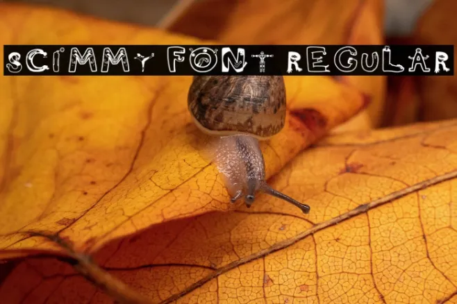 Scimmy Font Regular Example 3
