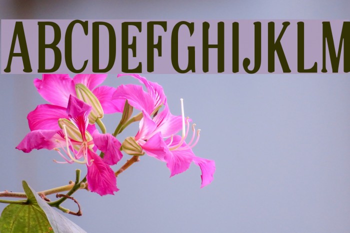Scoglietto Font examples