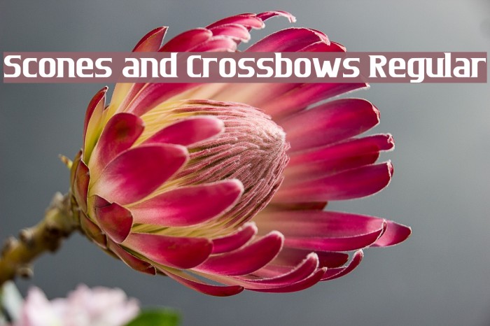 Scones and Crossbows Regular Font examples