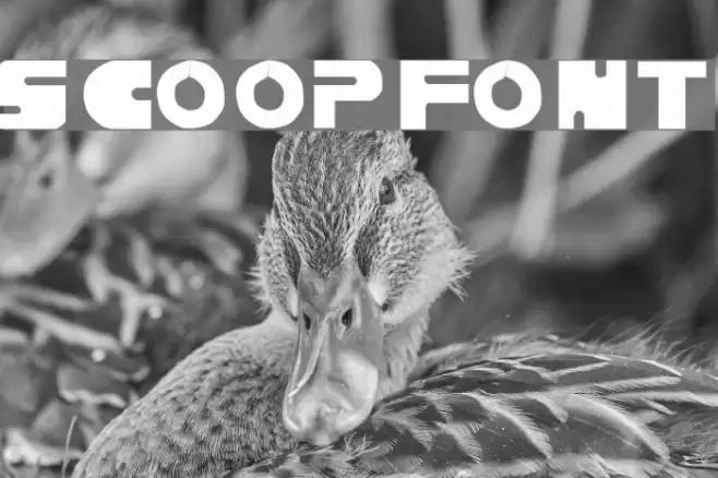 Scoop Font examples