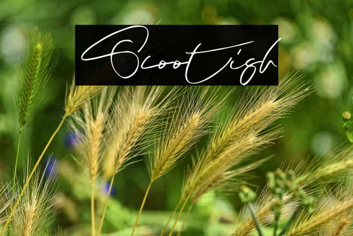 Scootish Font examples