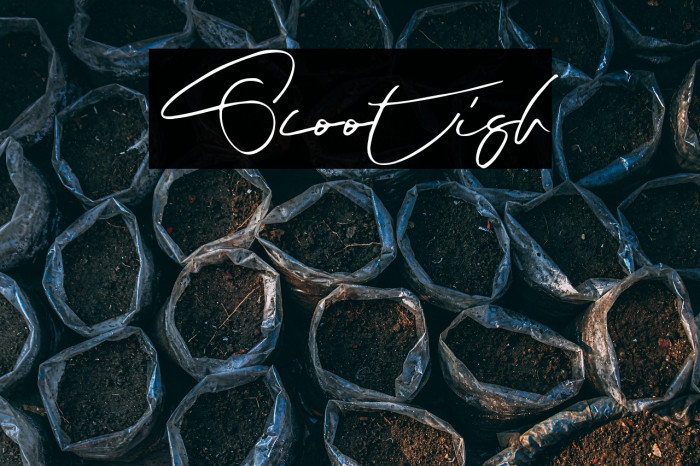 Scootish Font examples