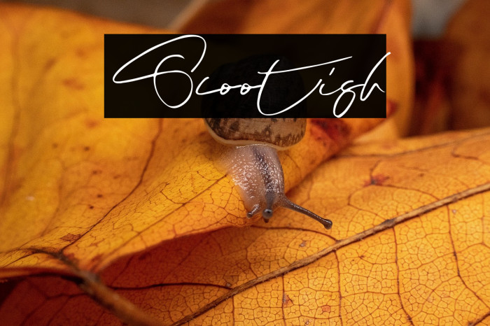 Scootish Font examples