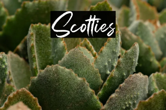 Scotties Example 1
