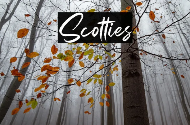 Scotties Example 2