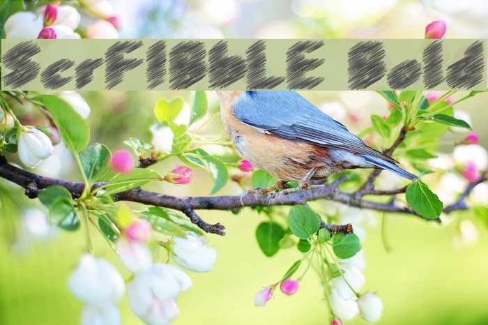 ScrFIBbLE Bold Polices examples