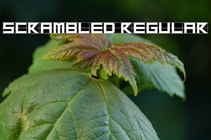 Scrambled Regular Example 1