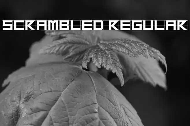 Scrambled Regular Шрифта examples