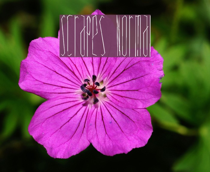 Scrapes Normal Font examples