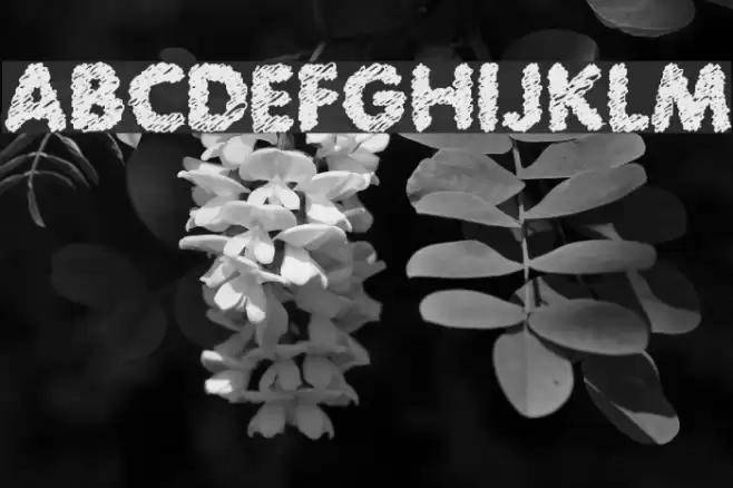 Scratch Bold Шрифта examples