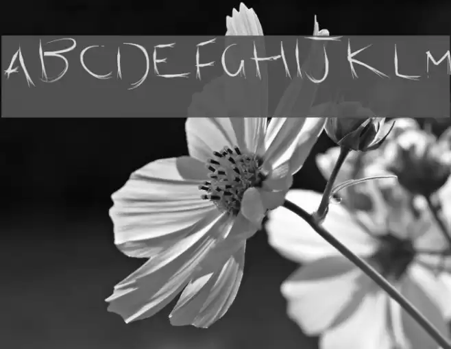 Scratch Kit Fuentes examples