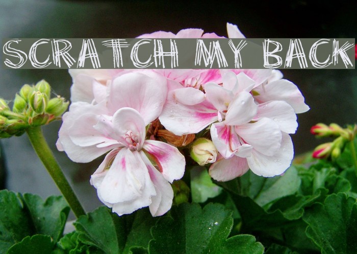 Scratch my back Polices examples