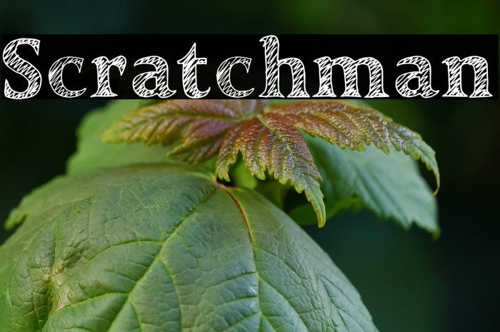 Scratchman Example 3