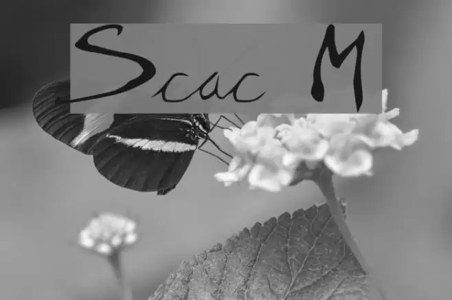 Scratchy Mess Шрифта examples