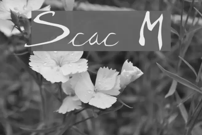 Scratchy Mess Шрифта examples