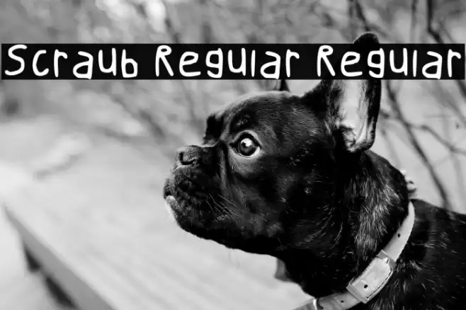 Scraub Regular Regular خط examples