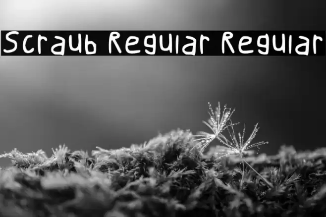 Scraub Regular Regular خط examples