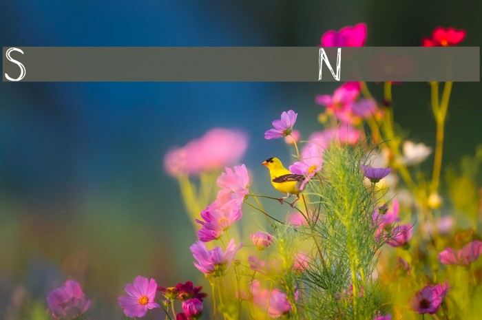 Scrawny Norah Font examples