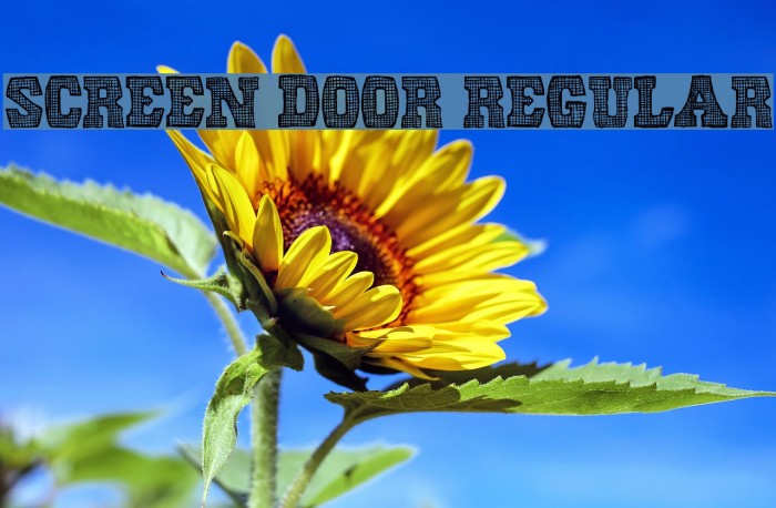 Screen Door Regular Font examples