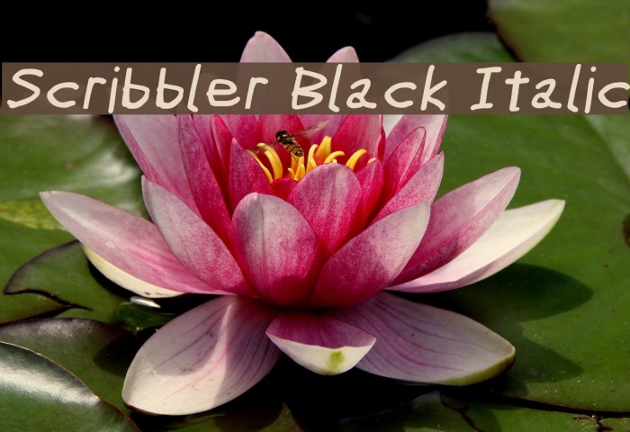 Scribbler Black Italic Example 2