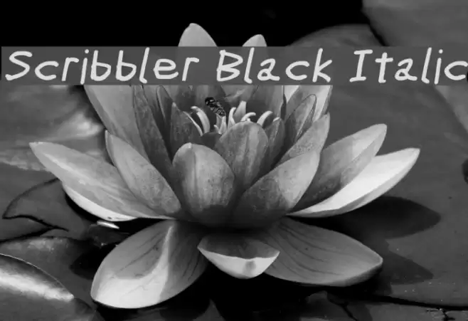 Scribbler Black Italic Font examples