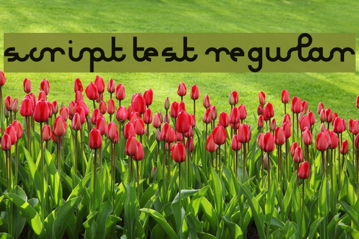 Script test Regular Font examples