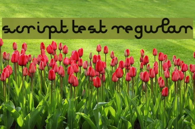 Script test Regular Example 2