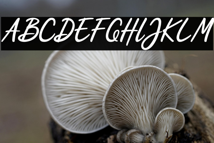 Scripterialism Example 3