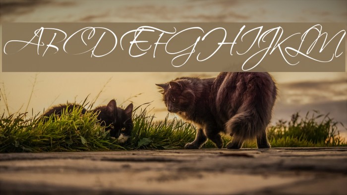 ScriptinaPro Font examples