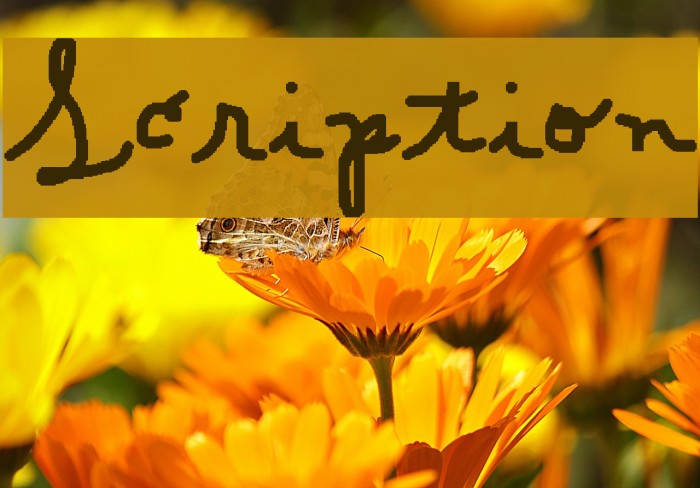 Scription Font examples