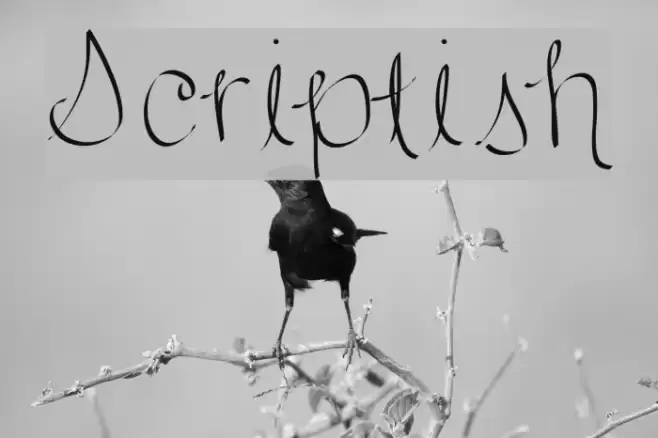 Scriptish Font examples