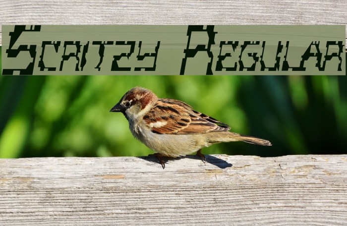 Scritzy Regular Fonte examples