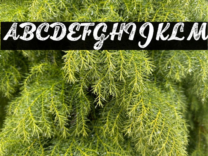 Scrypta Personal Use Bold Italic Example 3