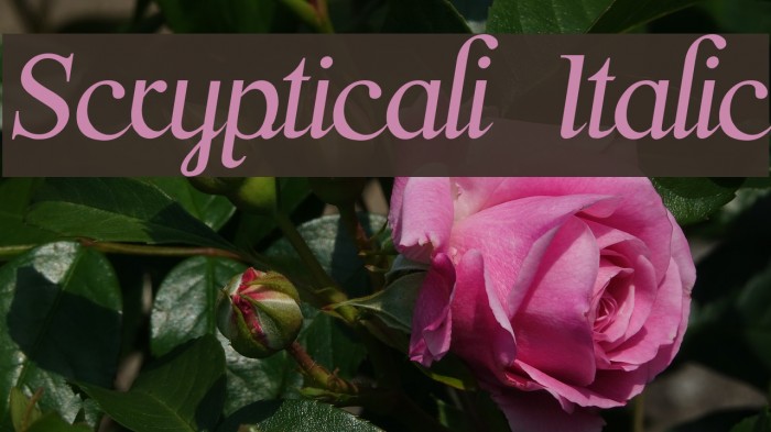 Scrypticali Italic फ़ॉन्ट examples