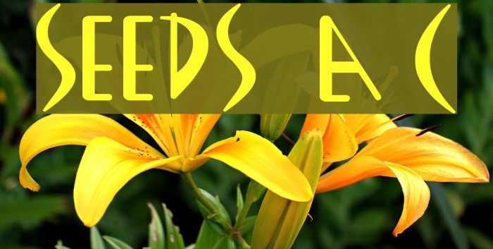 SEEDS by Agent C Font examples