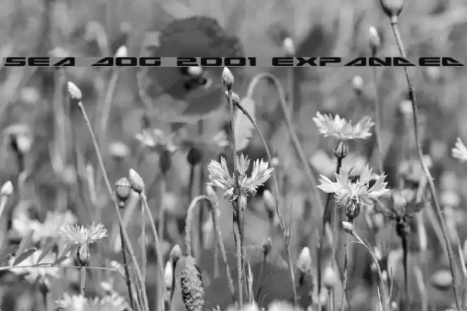 Sea Dog 2001 Expanded Fuentes examples