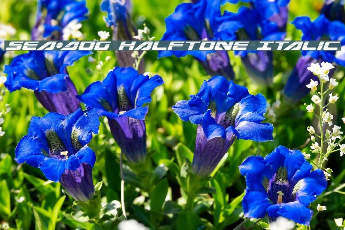 Sea-Dog Halftone Italic Example 2