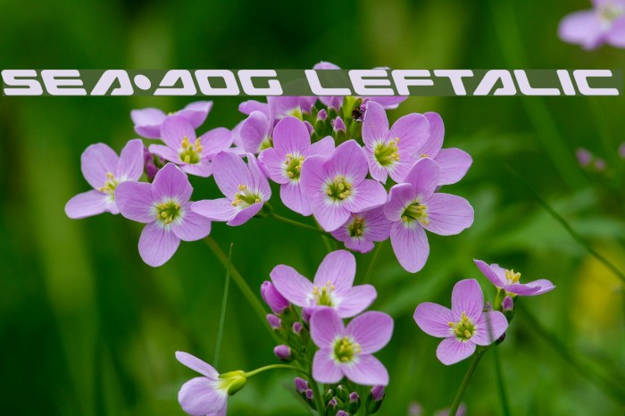 Sea-Dog Leftalic Font examples