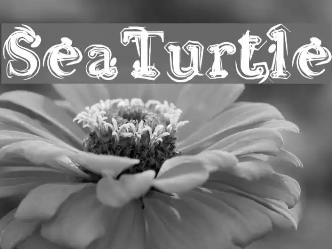 Sea Turtle Font examples