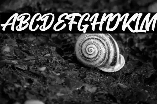 SeactRough-Regular Font examples